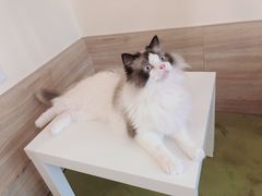-滚猫咖啡·猫咖·猫友好撸猫(未来城店)