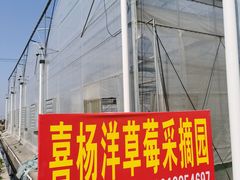 -喜杨洋草莓采摘园