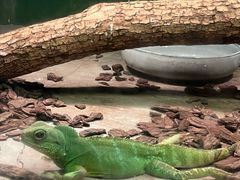 -上海大自然野生昆虫馆(东方明珠·爬宠昆虫探索中心)