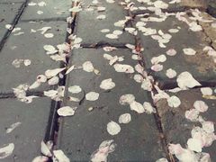-西北湖绿化广场