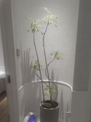 -YESIDO椰岛美容
