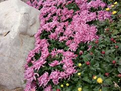 -葛记焖饼(伏牛路店)