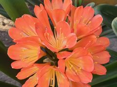 -中环花鸟鱼虫市场