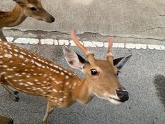 -清迈夜间动物园