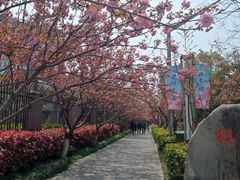 -高东镇樱花园