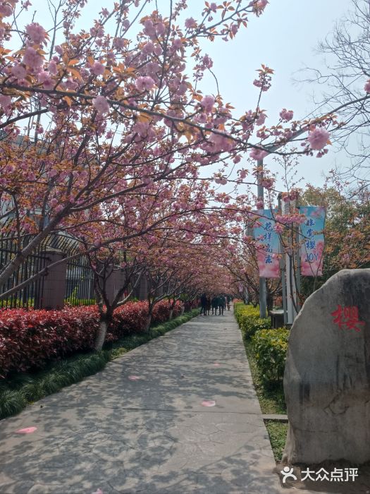 高东镇樱花园图片