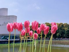 -上海鲜花港