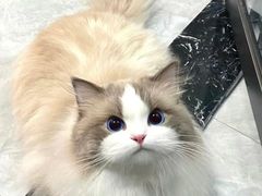-美联众合动物医院·24h转诊中心