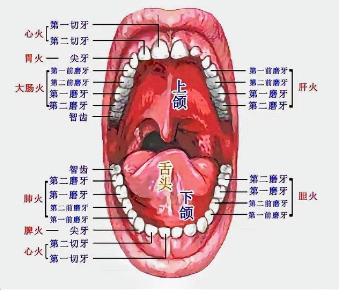 中医牙痛和五脏六腑对应
①牙齿与脏腑