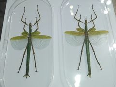 -上海昆虫博物馆