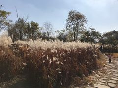 -梁鸿国家湿地公园