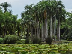 -中国科学院西双版纳热带植物园