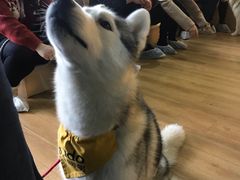 -Husky Go! 哈士奇体验馆·宠物咖啡厅狗咖