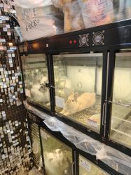 -神奇动物撸宠馆·羊驼·小浣熊·异宠(豫园店)