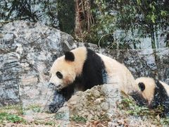 -都江堰中华大熊猫苑