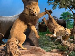 -国家自然博物馆