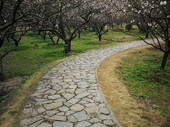 -香雪海