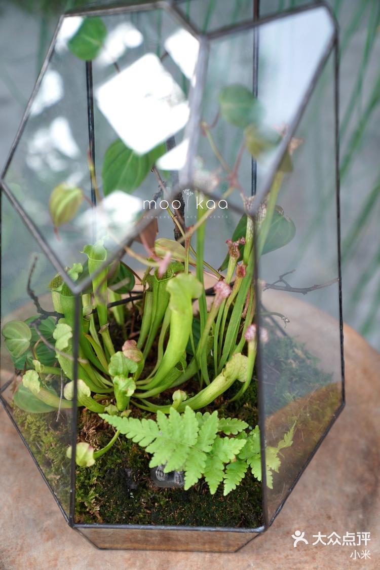 魔法小森林——食虫植物微景观-大众点评