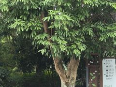 -张坝桂圆林公园