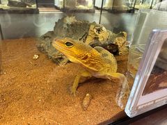 -帕帕拉兹宠物(亚洲旗舰店)