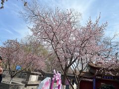 -桃花堤公园