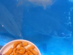 -淘米捞·米汤脆鲩鱼火锅(福田皇岗店)