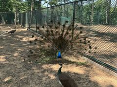 -秦皇岛野生动物园
