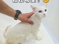 -momokira米努特·德文卷毛猫·棉花面纱犬