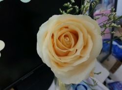 -阿玛仕