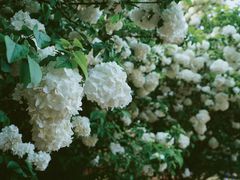 -上海滨江森林公园