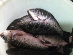 android_upload_pic-阿明烧烤·烤鱼·小龙虾(水清路店)