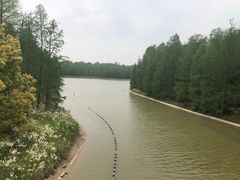 -上海海湾国家森林公园