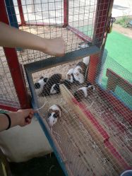 -萌宠亲子动物乐园(槐房万达店)