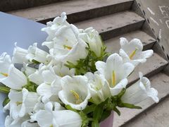 -花鸟鱼虫鲜花绿植市场(玉泉路店)