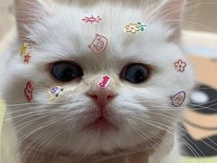 -喵zoo家庭繁育猫舍(尖东智能花园店)
