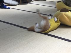-逗柴咖啡屋·狗咖猫咖宠物桌游