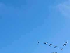 -盐城丹顶鹤湿地生态旅游区