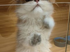 -猫十亿·布偶金渐层·曼基康矮脚猫舍(青年路店)