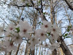 -上海共青森林公园