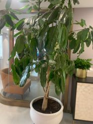 -云南吴氏嘉美医疗美容医院