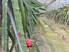 -洪湖家庭农场·团建·露营·会议