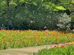 -上海共青森林公园