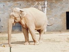 -石家庄市动物园