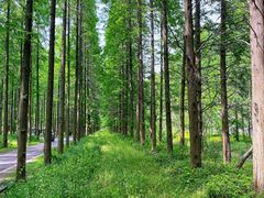 -黄海国家森林公园