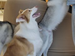 -怪兽屋·羊驼·猫咖·狗咖(俊华广场店)