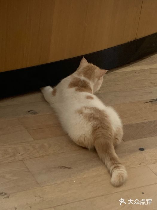 CAT’S MEWSTAR CAFE·喵星球猫屋(晴湾咖啡店)图片