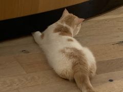 -CAT’S MEWSTAR CAFE·喵星球猫屋(晴湾咖啡店)