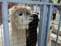 -意大利农场度假村