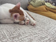 -嘉馨宠物医院·CT影像转诊·心脏科·犬猫全科诊疗中心(下沙大学城院区)