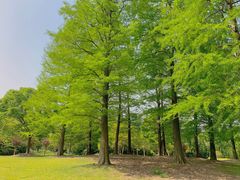 -上海滨江森林公园